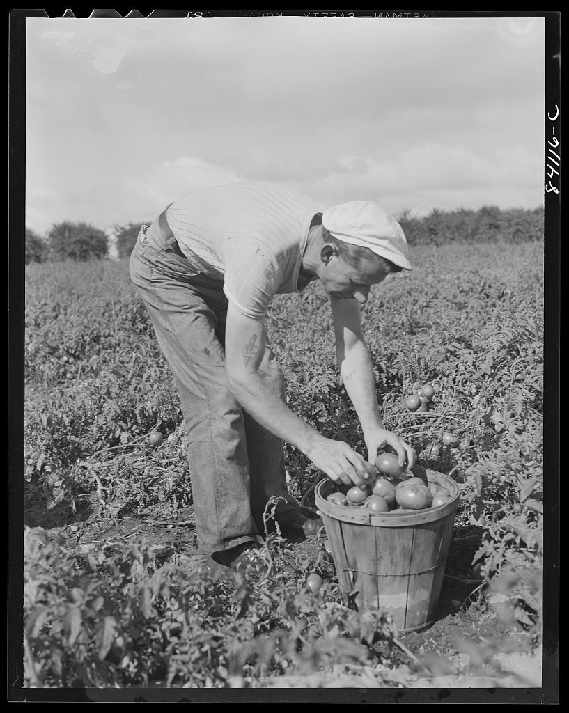 Albion, New York (vicinity). So urgent was the need for immediate farm labor that even before the Friends had moved in,…