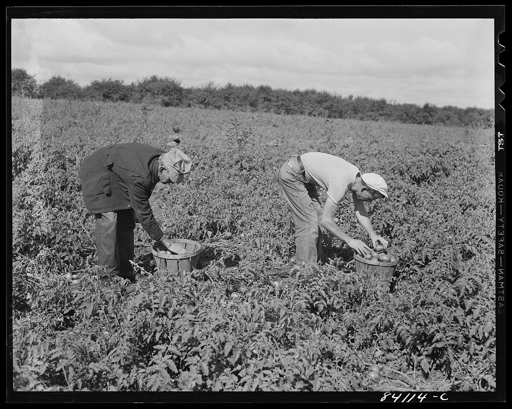 Albion, New York (vicinity). So urgent was the need for immediate farm labor that even before the Friends had moved in,…