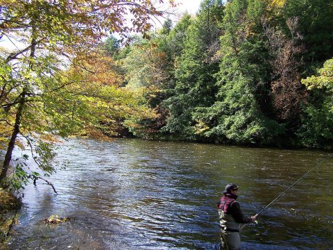 Trout time