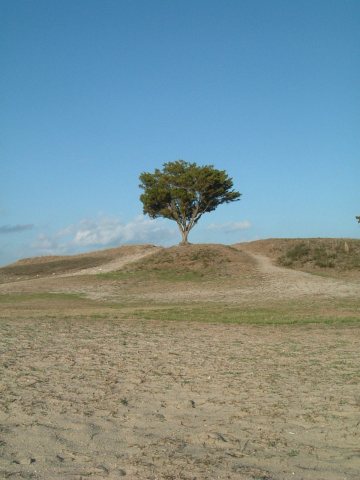 One tree hill