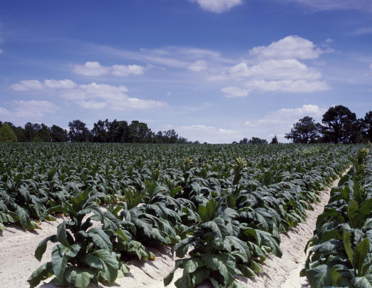 A thriving North Carolina tobacco field
