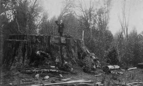 Man standing on an enormous redwood stump near Blue Lake, Humboldt County, California, 1895