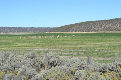 Pronghorn in Alfalfa Field