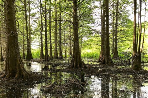 Wetland in LaGrange