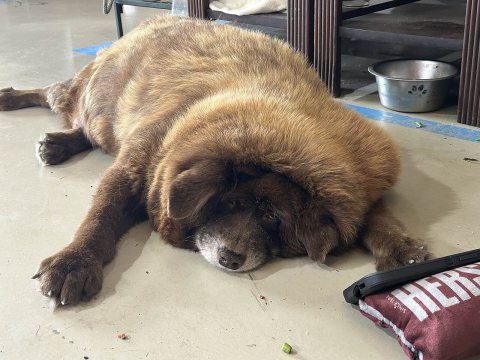 Teddy the dog