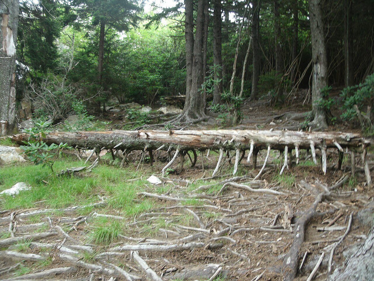 Root tangle