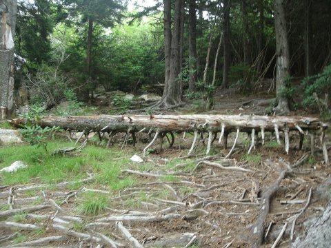 Root tangle