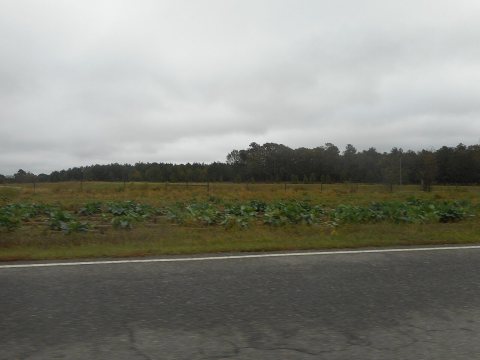 Cabbage Patch on Allendale Road