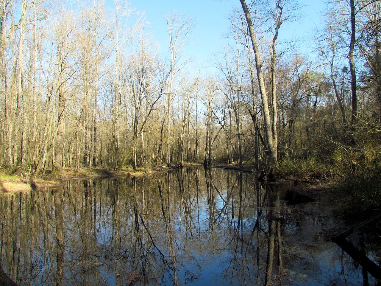 Wetland Howell Woods Four Oaks NC 5986