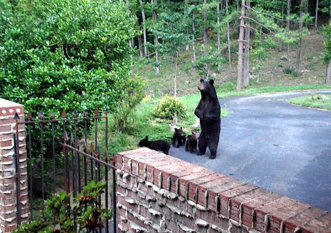 Bear and Cubs Skyuka Mountain Columbus NC June 19 2022