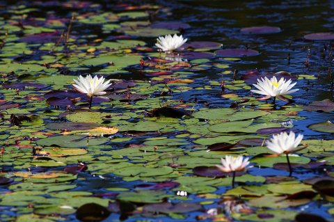 Water Lillies Pee Dee River North Carolina