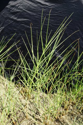 Distichlis spicata Emerald Isle boat ramp KG (4)