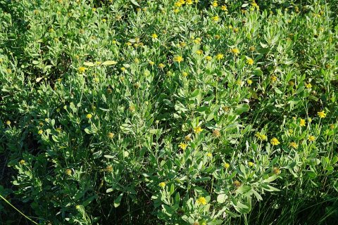 Borrichia frutescens Emerald Isle boat ramp KG (1)