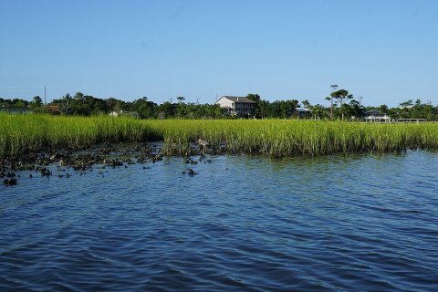 Bird tricolored heron Emerald Isle boat ramp KG (3)