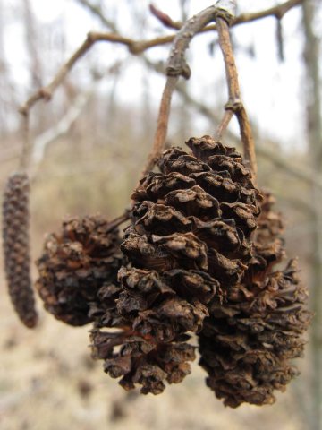 Winter Alnus serrulata