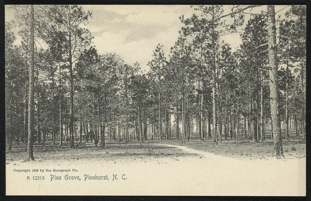 Pine Grove