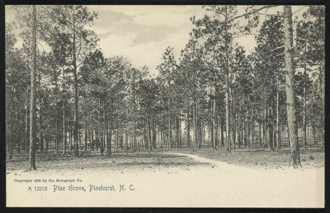 Pine Grove
