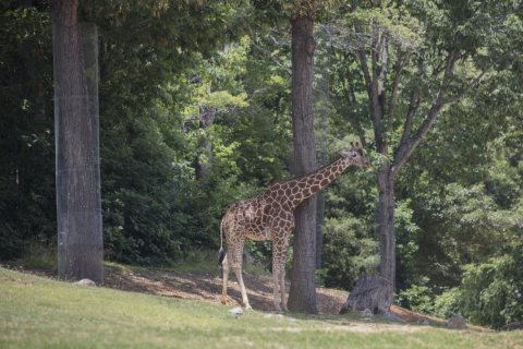 Giraffe at the North Carolina Zoological Park