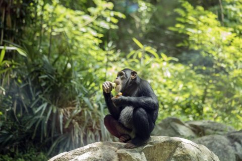 Chimpanzee at the North Carolina Zoological Park
