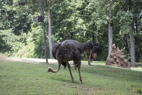 Ostrich at the North Carolina Zoological Park