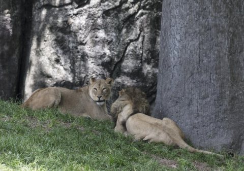 Lions at the North Carolina Zoological Park