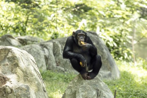 Chimpanzee at the North Carolina Zoological Park