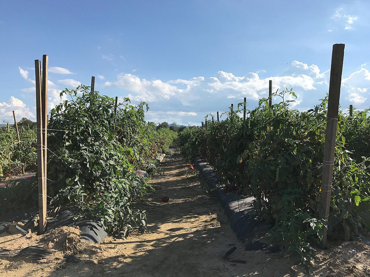 Tomato crop at Mountain Horticultural Crops Research Station