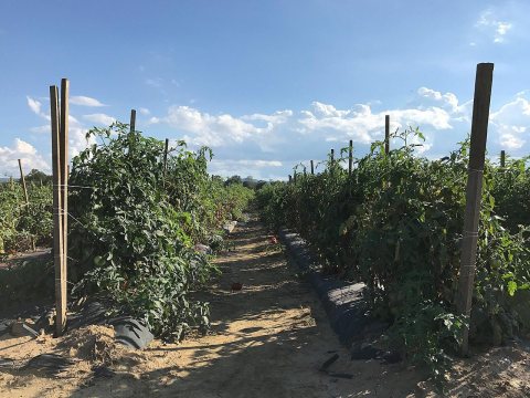 Tomato crop at Mountain Horticultural Crops Research Station