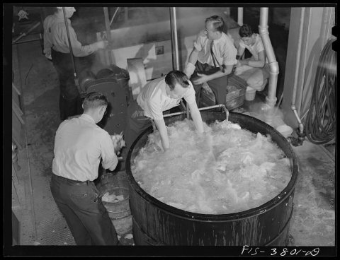 Washing cabbage which will by dehydrated. Regional agricultural research laboratory