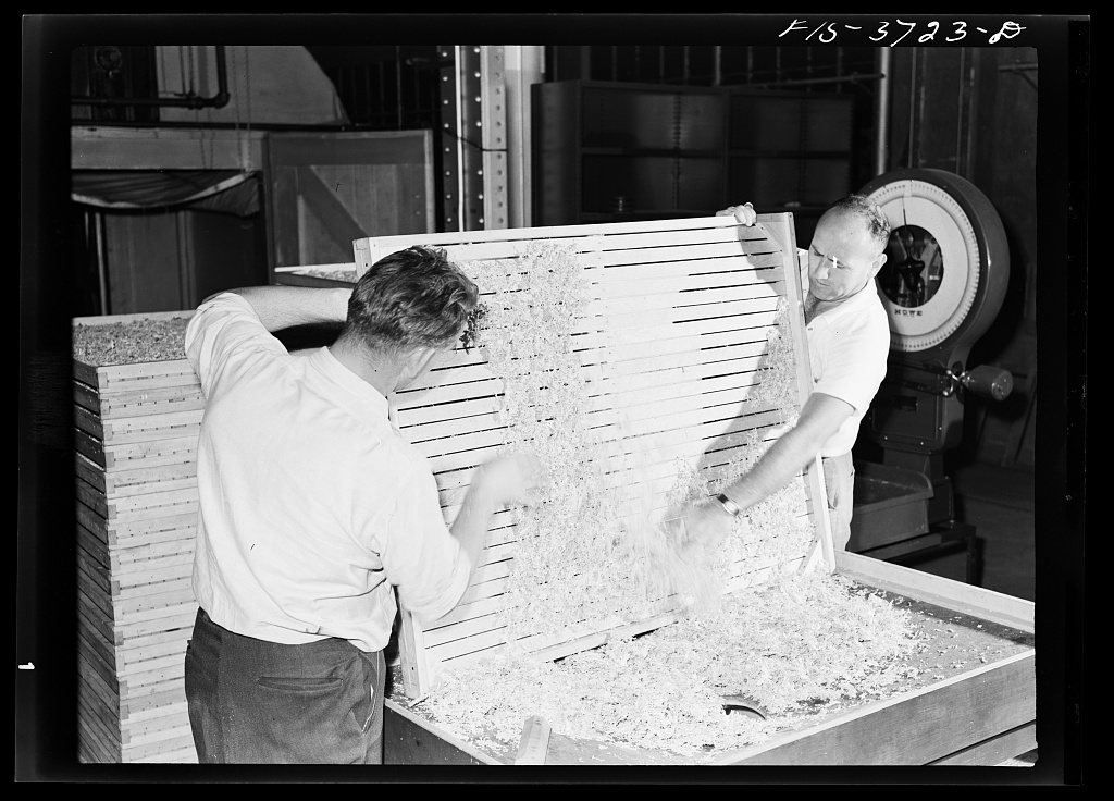 Emptying dehydrated cabbage into hopper. Western regional agricultural research laboratory. Albany, California