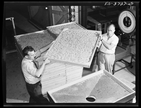 Emptying dehydrated cabbage into hopper. Western regional agricultural research laboratory