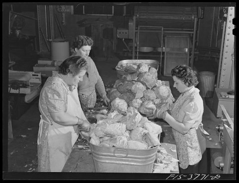 Preparing cabbage for dehydration. Regional agricultural research laboratory