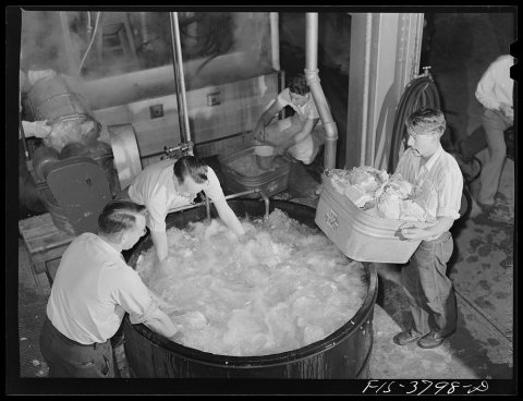 Washing cabbage which will be dehydrated. Regional agricultural research laboratory