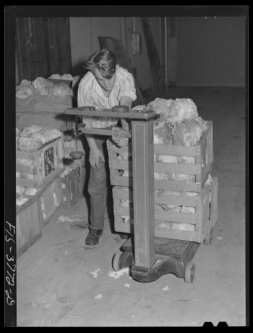 Weighing cabbage for dehydration. Regional agricultural research laboratory