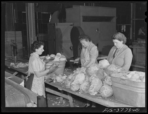 Weighing cabbage for dehydration. Regional agricultural research laboratory