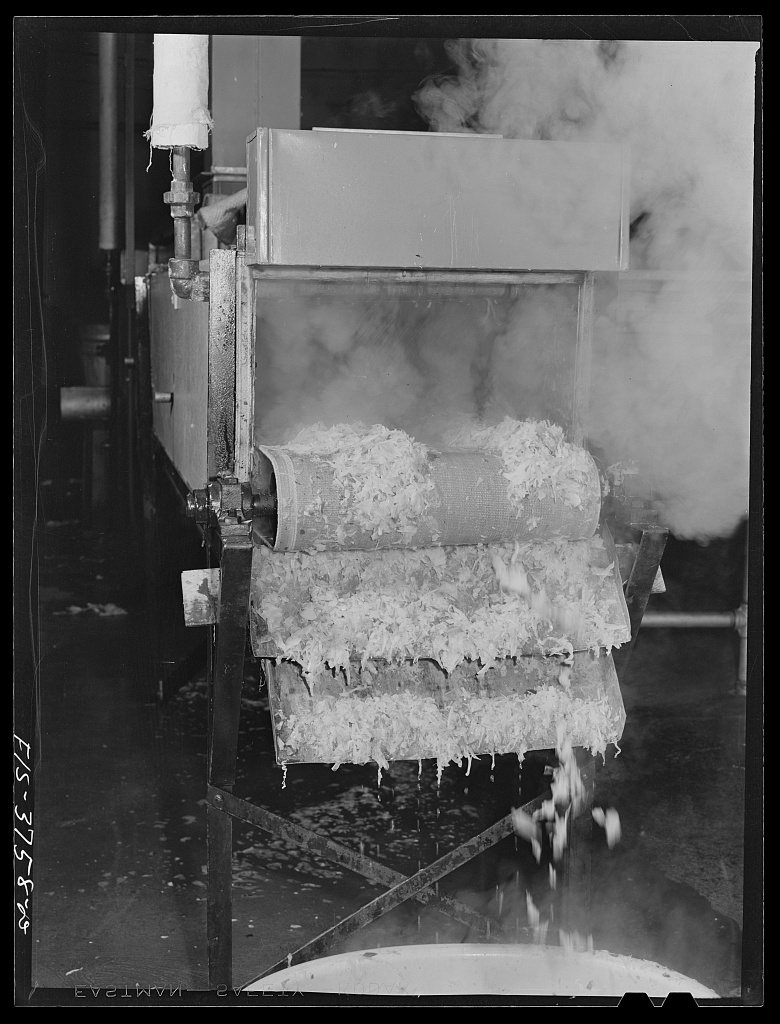 Cabbage coming from blanching chamber. Regional agricultural research laboratory