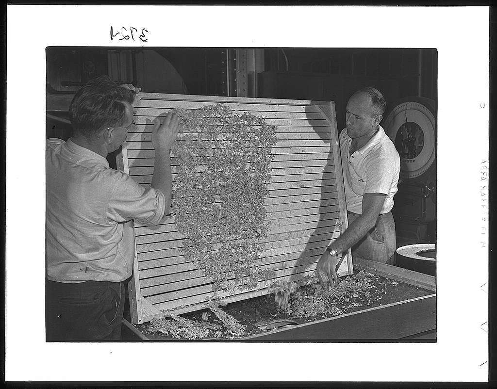 Emptying dehydrated cabbage into hopper, Western Regional Agricultural Research Laboratory