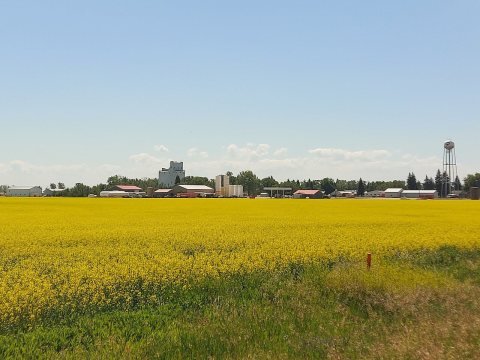 Rapeseed