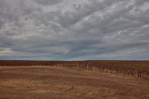 You'll have to use your imagination to picture this sunflower field in full, bright-yellow bloom a few months ahead of …