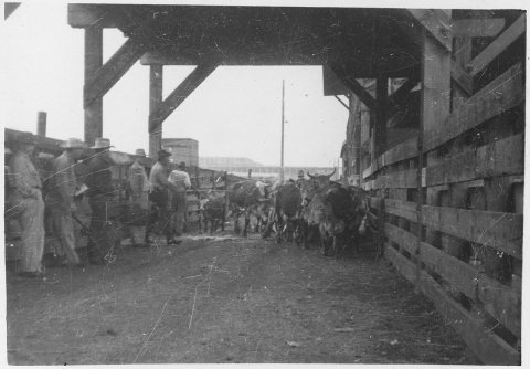 Cattle in stockyard sales pen