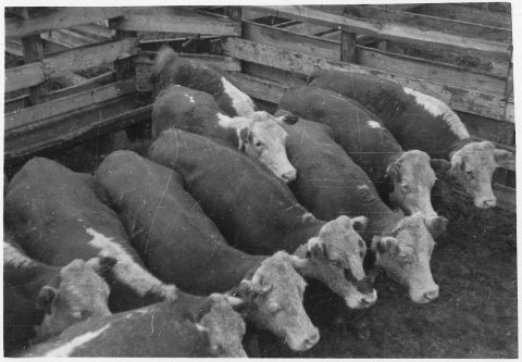 Cattle in stockyard sales pen