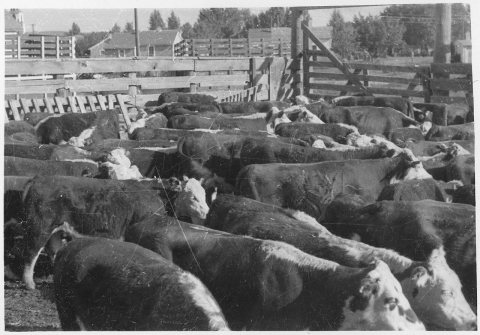 Cattle in stockyard sales pen