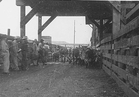 CattlePenHallidayND1952