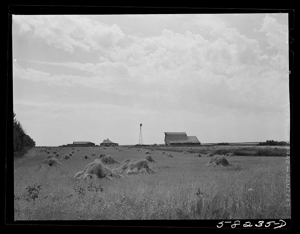 Wheat fields on farm north of Williston, near Grenora, North Dakota