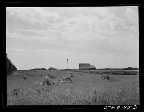 Wheat fields on farm north of Williston, near Grenora, North Dakota
