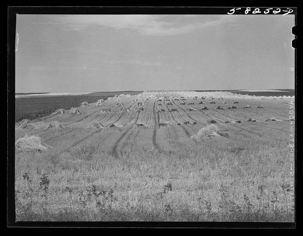 Stacks of wheat harvested with a binder north of Williston, near Grenora, North Dakota