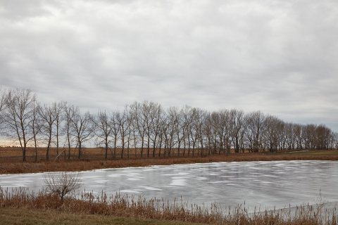 A tree line, useful as a windbreak, near a Leeds, North Dakota, icy lake