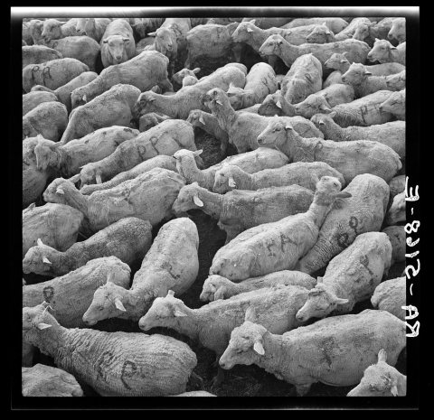 Sheep in stockyards awaiting shipment. Belfield, North Dakota