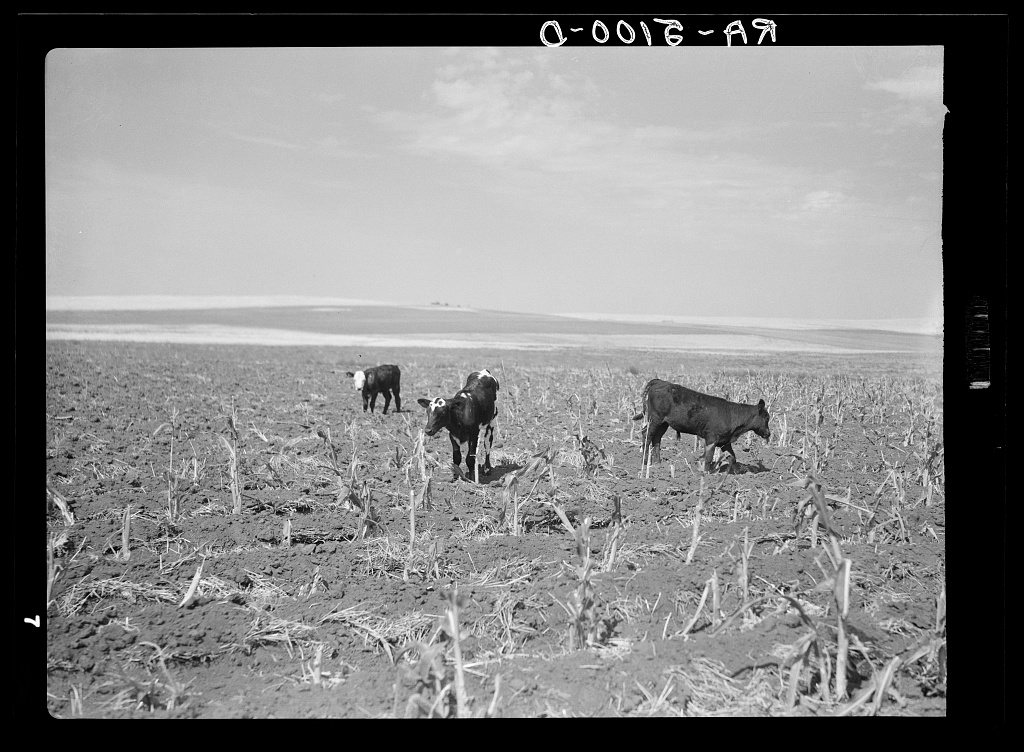 Cattle in cornfield ruined by drought and grasshoppers. Near Carson, North Dakota