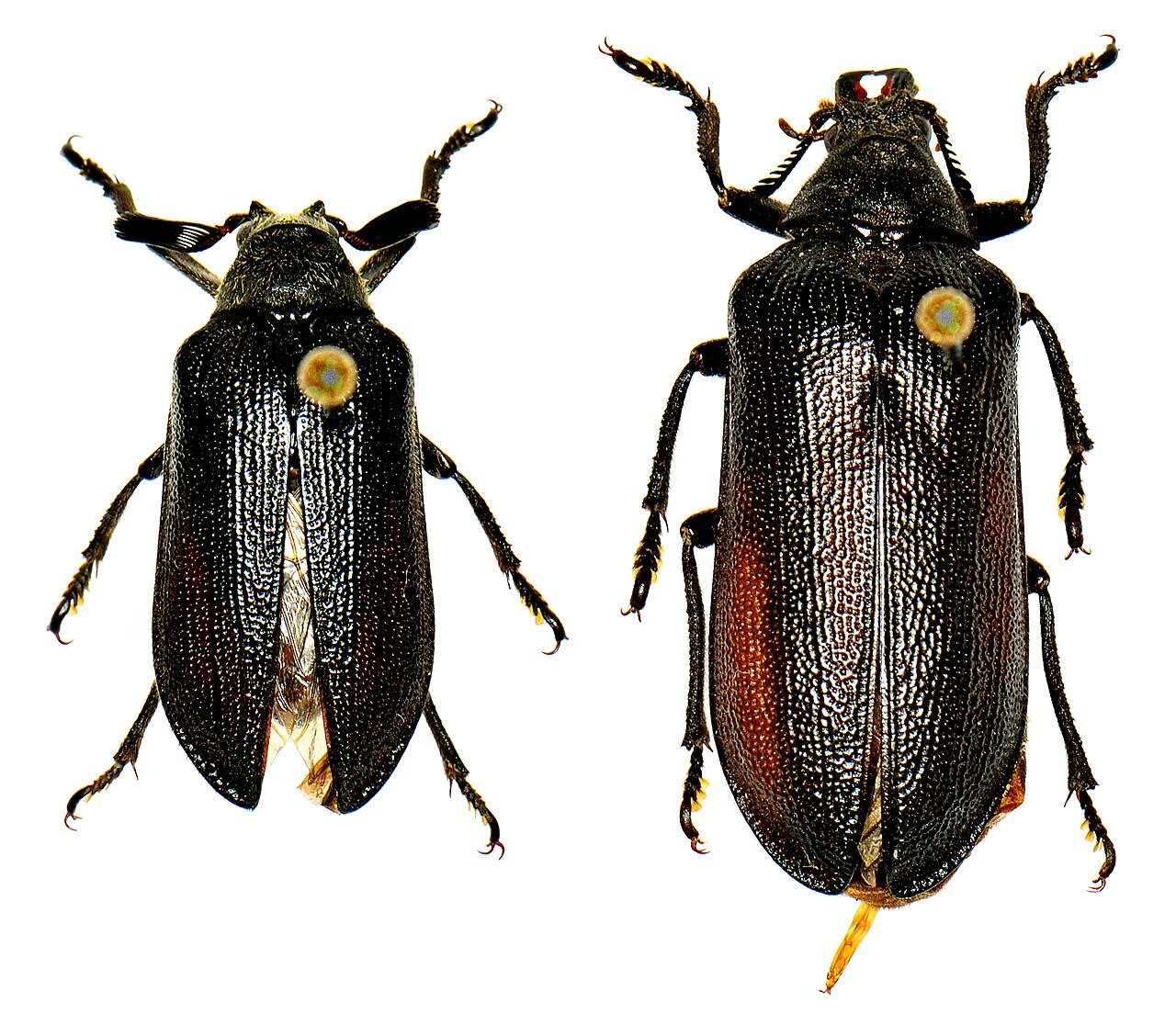 Sandalus niger Knoch